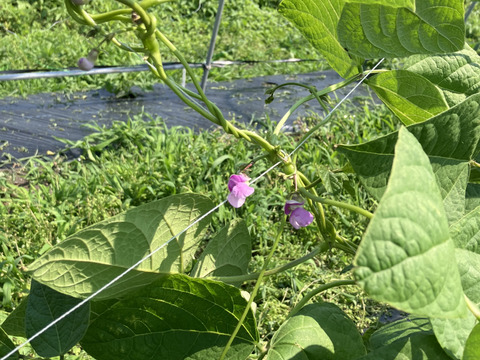 希少‼️栗豆🫘【北海道産】農薬化学肥料･除草剤不使用🫘250g☺️メール便