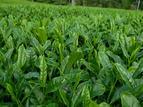 化学農薬・化学肥料不使用栽培嬉野紅茶