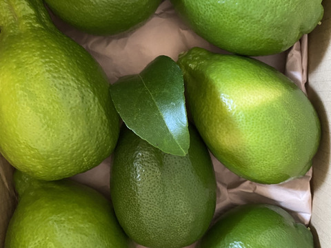 大人気！皮まで丸ごと使える大きな大きなグリーンレモン🍋[約1.7kg]