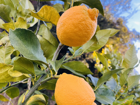 [自然栽培]レモン2種食べ比べセット(2kgずつ4kg)りのか、リスボン 農薬不使用