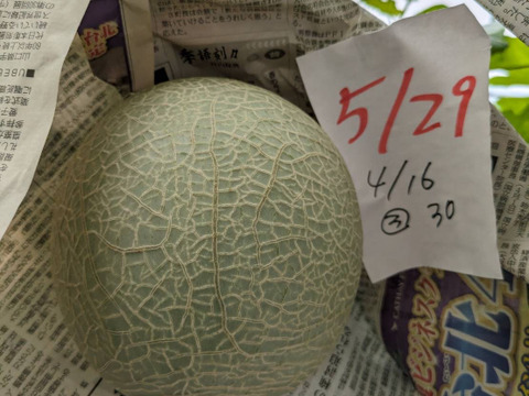 【今年もきました！大好評！】いつでも甘くておいしい大玉最高級メロン！「大利根ロマン ブロンズランク！」