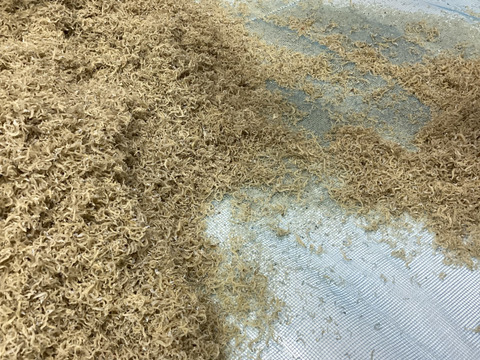 業務用ちりめんじゃこ１ｋｇ　今回の訳あり”色”サイズは小さ目【すぐ発送！包装もギリギリコストダウンお得品瀬戸内ちりめん【小魚】賞味期限60日同梱ＯＫ
