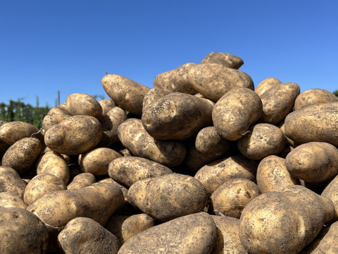 🥔🎃じゃがいも2種とかぼちゃ❗️【とうや】約1.7kg【メークイン】約1.7kg【かぼちゃ】約1.5kg合計5kg🥔🎃