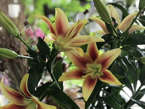 【簡易包装】■カベリ5本束■まるで夏の太陽のようなビビットcolorなユリさん♬OA系※2025年販売は今回のみのご案内です♬