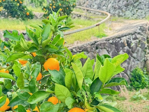 果汁たっぷり、この味衝撃！　ゆら早生　由良　【訳あり　３kg】