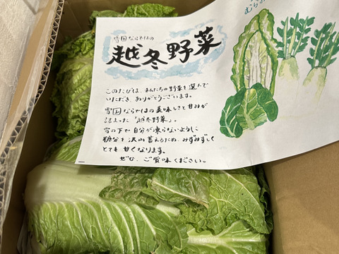 【１人１回だけの特別価格】　≪雪国で育まれた水分・甘みたっぷりの白菜≫　兵庫県香美町産「雪ぶとん白菜」（２玉箱入）