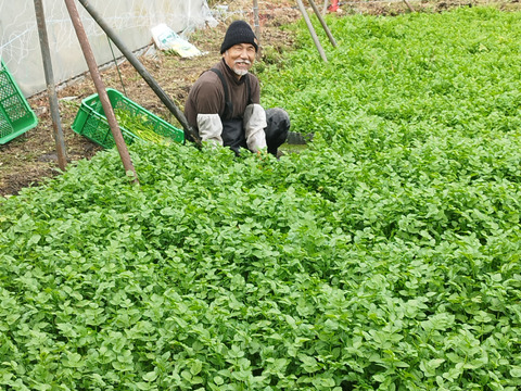 清流の恵み　宮城県蔵王町産セリ700g   蔵王セリ