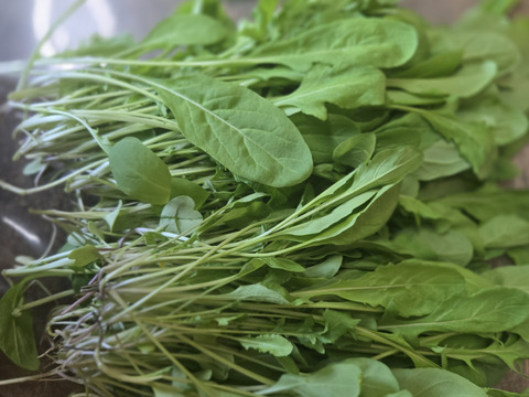 有機JAS  元気たっぷりルッコラ！小松菜各×500g