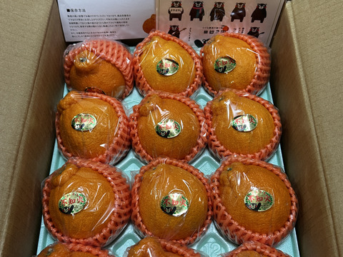 昨年大好評田辺農園不知火デコ柑約2,5k 12玉、13玉、15玉小玉