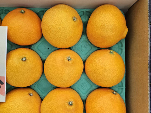 【数量・期間限定】愛媛の方にも大人気！ 愛果２８号 贈答用3kg
　　興居島が誇る濃厚な果汁が口いっぱいに広がりとろけるようなくちどけ！　【12/1～随時出荷】