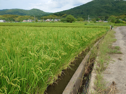 自然栽培米　一厘（いちりん）　Ｓ　玄米１０ｋｇ１袋
