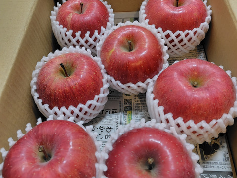 【お待たせしました！】標高730ｍの果樹園からお届け！信州松本育ちのサンふじ🍎りんご　(3kg)【贈答用】