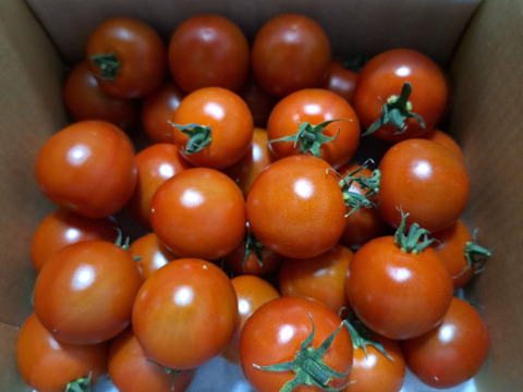 【Z1】皮が薄くジューシーな中玉フルーツトマト　ゼッピン娘(華おとめ)　1kg