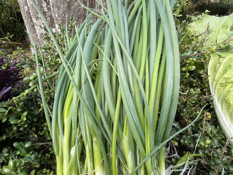 カラダが喜ぶ!!旬のお野菜セット7~8種類【おまかせ60】