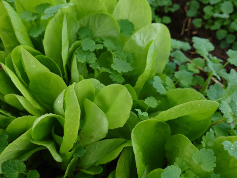 旬の野菜15種類詰め合わせセット