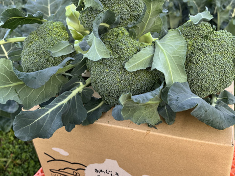 数量限定！日付指定可！5株入り茎までやわらか！こだわりブロッコリー！
