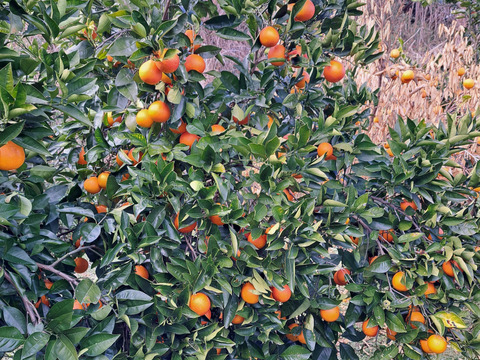 南津海家庭用2kg