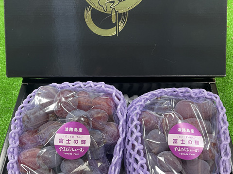 淡路島の恵み！やまだふぁーむの富士の輝！2房約1.4キロ