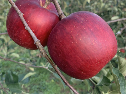 予約開始‼️早生りんごの王様👑サンつがる🍎(3kg)家庭用