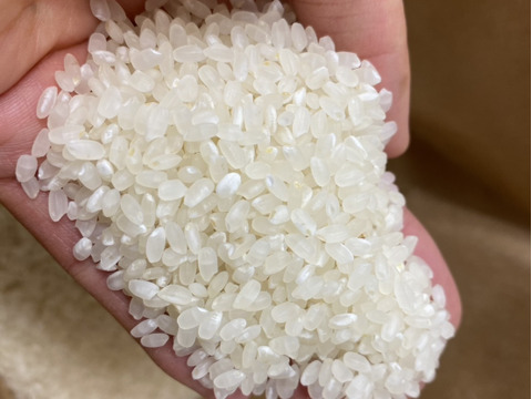 【2024年米】新米収穫🌾炊きたて艶ピカッ°˖✧静岡県産白米10kg【絹むすめ】