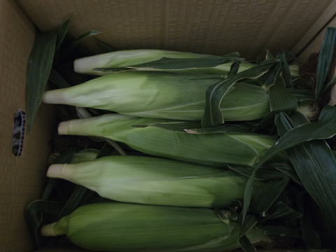 【ご家庭用・訳あり奉仕品】おおもの3kg　糖度20度前後にもなる激甘スーパースイートコーン！！