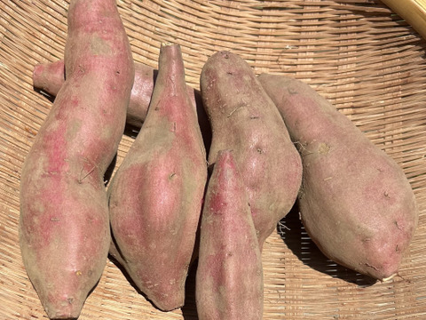 熊本県産オーガニックさつまいも！ハロウィンスイート🎃【オレンジ色の果実に上品な甘さ】（3kg）抗酸化作用のβカロテンが豊富！