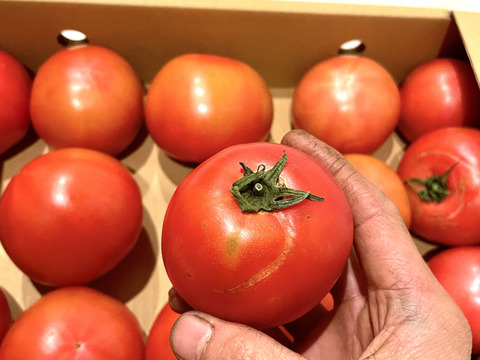 🍅復帰祭🍅ドドンと！お得な訳ありトマト約4kg (約15〜30玉)【福岡県産トマト】🍅