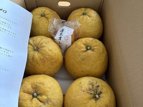 夏にさわやか果汁た～ぷり　イエローポメロ　6～9個入り