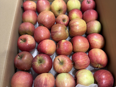 【ラスト20箱！・春りんご・1月14日迄】蔵出し！甘〜いサンふじ5kg（25~32個入り）【家庭用・加工用】