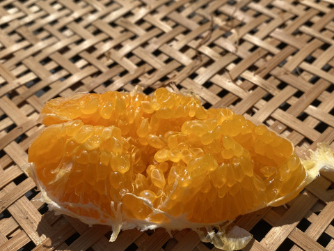 春だよ♪『はるみ』2.5kg  農家直送（家庭用）