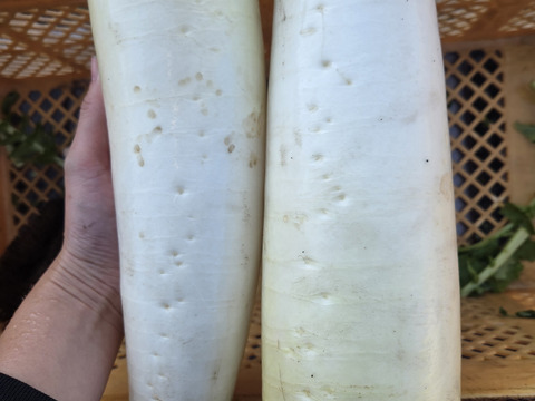 『お試し安売り販売』超旨！甘！自然栽培　【洗い】大根