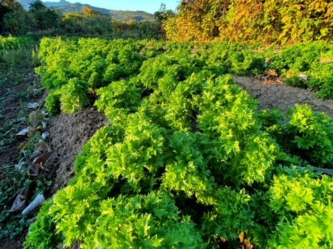 クセがあるから癖になる美味しさ！　大人な わさび菜！200g×４袋
