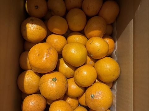 【訳ありだけど美味しさそのまま】 温州みかん 5.5kg 愛媛県川上産