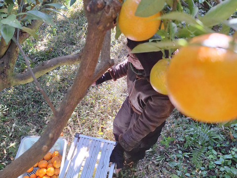 お猿さんから守れ！レスキューたんかん　６キロ