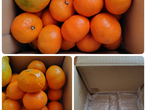 箱込約2㌔　濃い濃い薄皮みかん（Sサイズ）