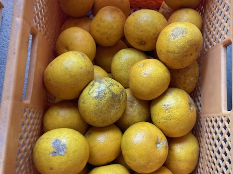 傷もの　自然栽培　八朔 はっさく　紅八朔　混載 10kg