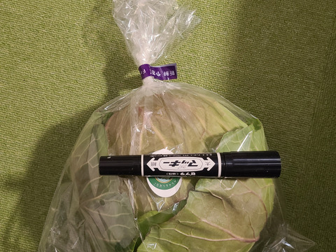 苦みを抑えて甘さを際立たせた「高志の賜物」のこだわりキャベツ！2025年12月収穫