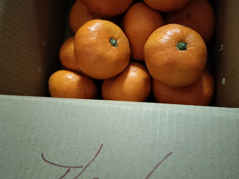 【予約】"完熟貯蔵”ずっしり濃いコク！青島みかん🍊箱込み2ｋｇ　本州の方限定