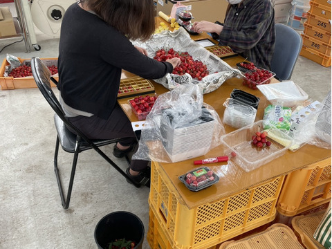 ★山形さくらんぼの産地東根市より初夏の味わい★～朝摘み～のもぎたて★さくらんぼ★佐藤錦★　ご家庭用　約１ｋｇ　ご家族でいかがですか？