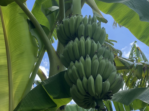 アップルバナナ 約1kg