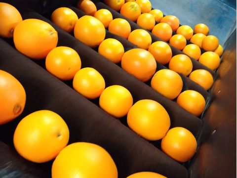 【冬ギフト】完熟国産ネーブルオレンジ 【温室育ち】　
甘く一度食べたらやめられない！
高級感溢れるオレンジの香り　
3キロ箱（10玉入り）