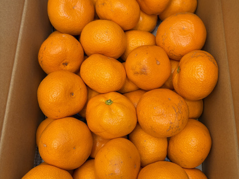 越冬蔵出しみかん　中玉5kg箱　有田みかん