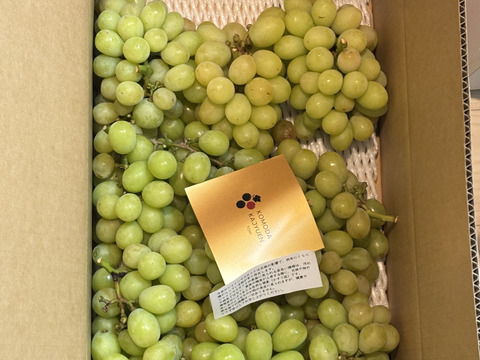 【特別栽培相当長野県認証】訳あり完熟シャインマスカット5kg 規格外 ※長野県認証/特別栽培同基準（信州の環境にやさしい農産物認証50）