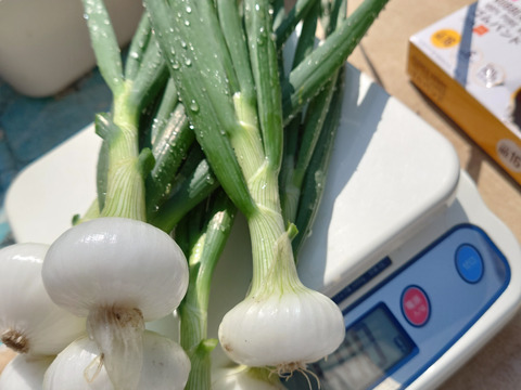 トロットロ甘い！葉付き白玉ねぎ　1kg