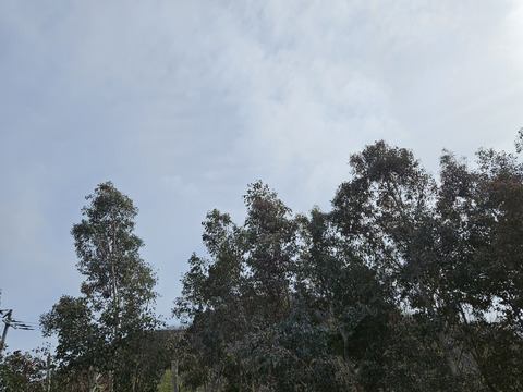 かわいいユーカリ(実付きポポラス)　100cm×3本