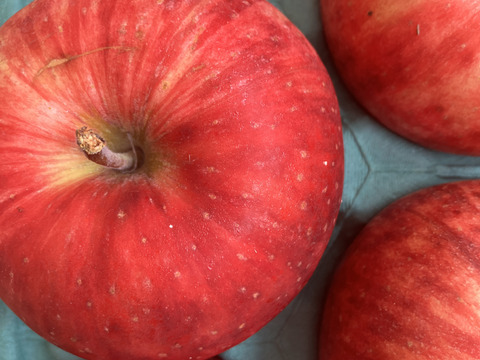 【夏りんご】青森県産りんご 「つがる」家庭用 キズ有 約5kg 【光センサー選果】