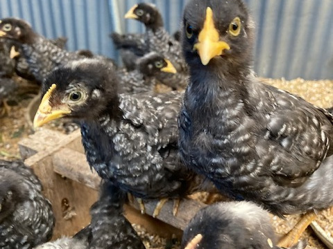新鮮野菜を食べて育った放し飼い自然卵「天空の卵」30玉【27玉+割れ保障3玉】