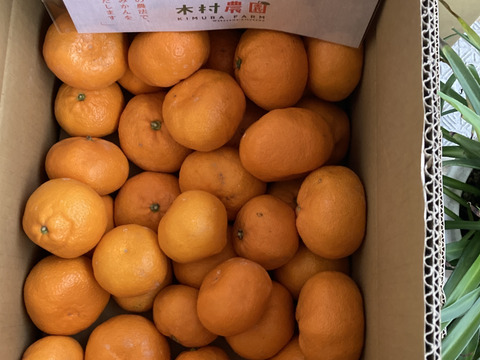 トロトロ甘っ！濃い味旨味みかん5キロ