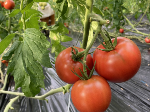 🍅完熟ジューシー！濃い味トマト たっぷり3㎏前後