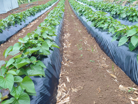 【熟成べにはるか】蜜たっぷり・しっとり甘い🍠焼き芋に最適！S〜Lサイズ混合／5kg／土付き